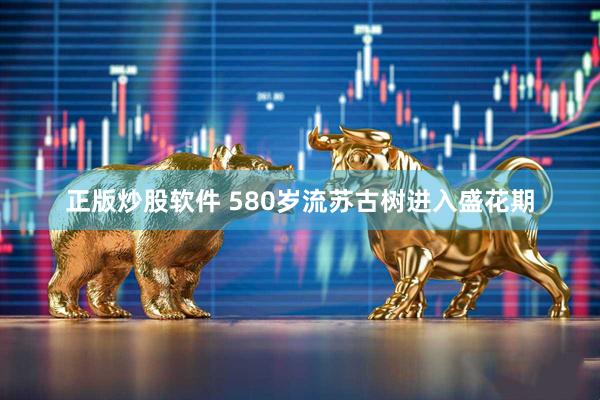 正版炒股软件 580岁流苏古树进入盛花期